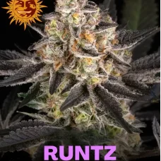 Runtz